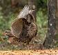 Kirms Photography Wild Turkey-4